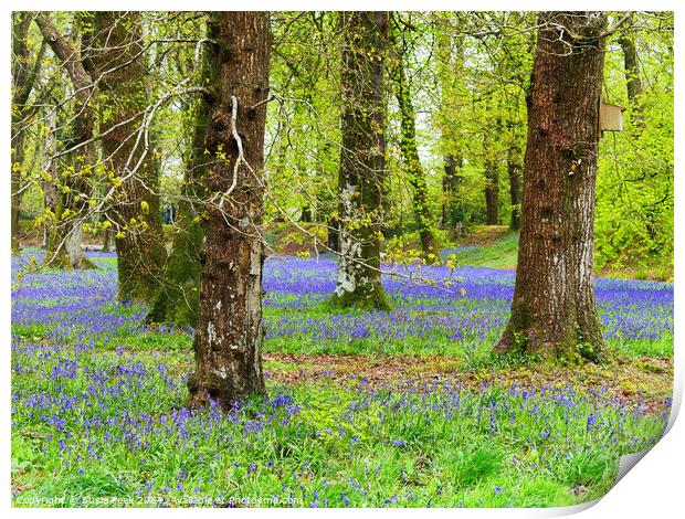 Bluebell Time at Blackbury Camp Devon Print by Susie Peek