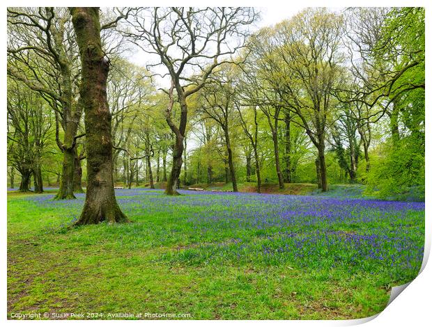 Bluebell Time at Blackbury Camp Devon Print by Susie Peek