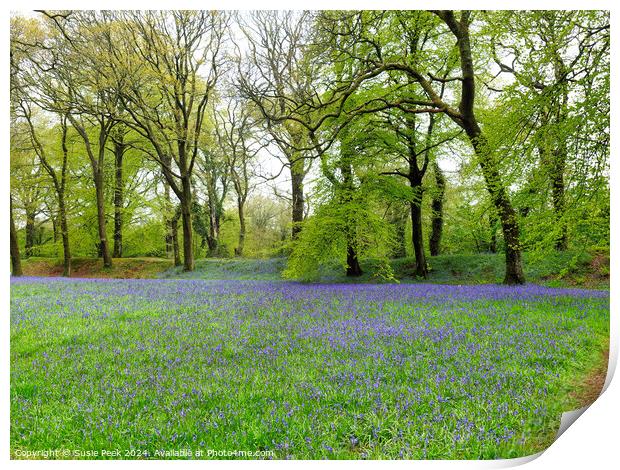 Bluebell Time at Blackbury Camp Devon Print by Susie Peek