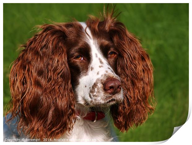 Sprocker Spaniel Portrait Print by Susie Peek