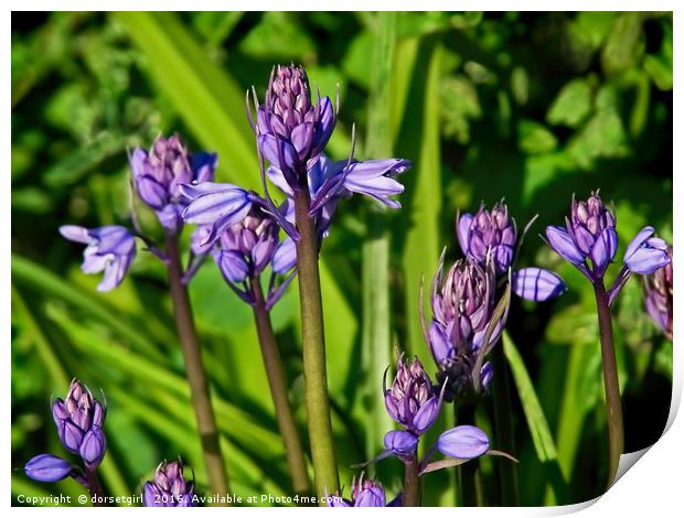 Bluebells 2 Print by Susie Peek