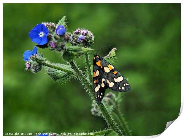 Scarlet Tiger Moth - Callimorpha Dominula Print by Susie Peek