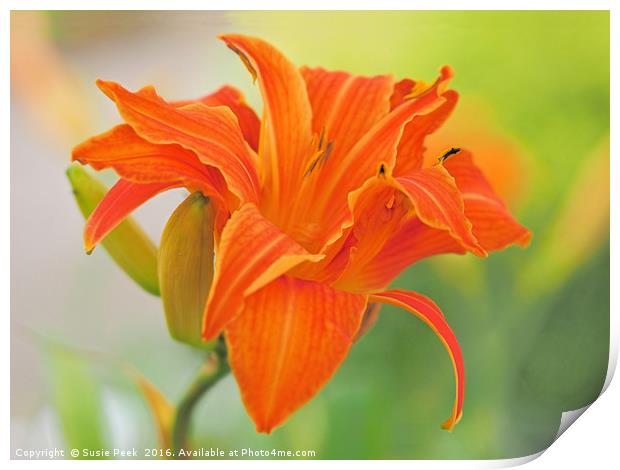 Tiger Lilies - Lilium bulbiferum Print by Susie Peek