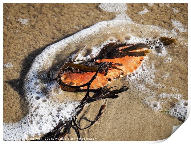Crab Shell And Seaweed Print by Susie Peek