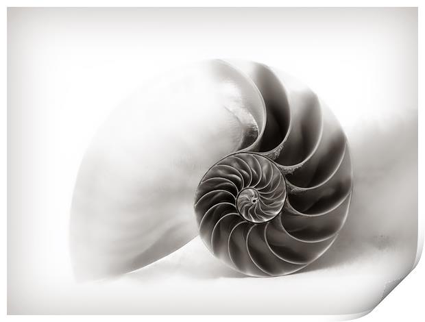 Nautilus Shell - Soft Grey Tones   Print by Susie Peek