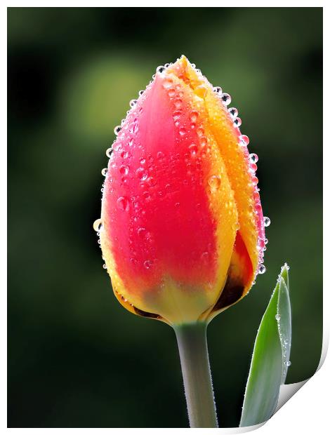 Perfect Love - Tulip In The Rain Print by Susie Peek
