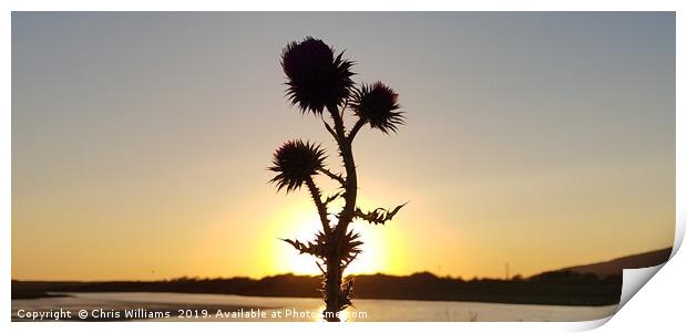 Sunset Thistle Print by Chris Williams