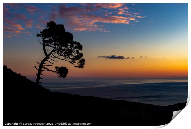 Silhouette Pine tree on sunset time.  Print by Sergey Fedoskin