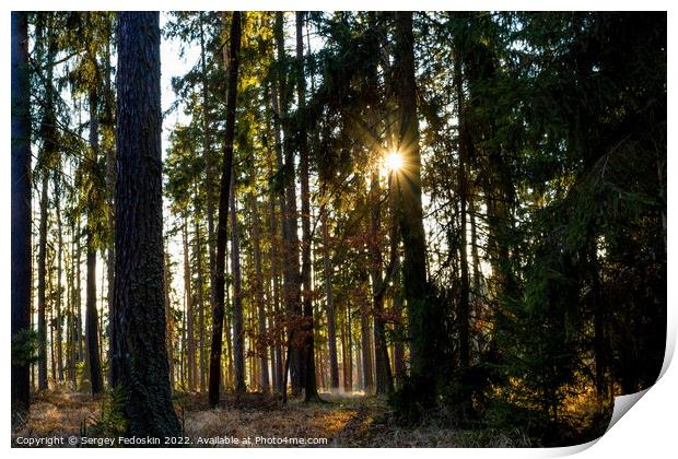 Sunny forest with pine and spruce tree. Print by Sergey Fedoskin