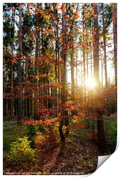 Sunny forest with pine and spruce tree. Print by Sergey Fedoskin