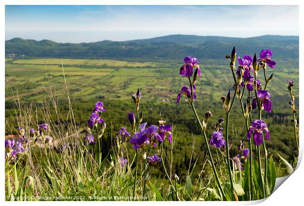 Iris flowers on mountain trail among green hills on a warm summer's day, Dalmatia region. Croatia. Print by Sergey Fedoskin