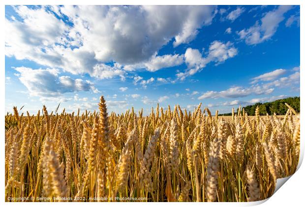 Golden wheat field Print by Sergey Fedoskin