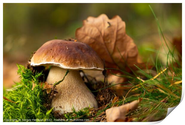 Mushroom Boletus edulis in autumn forest. Print by Sergey Fedoskin