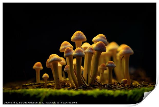 Honey Agaric mushrooms grow on a stump in autumn forest. Group o Print by Sergey Fedoskin