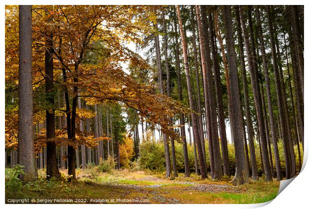 Day in autumn forest. October in european forest. Print by Sergey Fedoskin