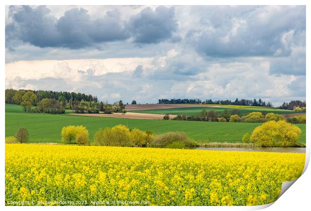 Spring fields of Europe, covered in bright yellow canola flowers. Print by Sergey Fedoskin