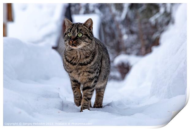 Cat walking in the snow in the countryside Print by Sergey Fedoskin