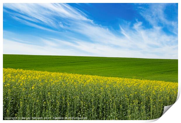 Green field and field with blooming colza under blue sky. Print by Sergey Fedoskin