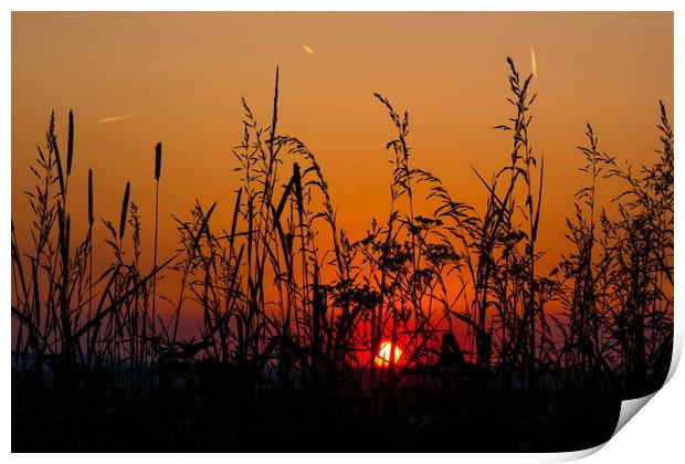 Sunset field. Print by Sergey Fedoskin