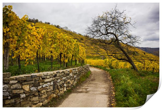 Vineyards in Wachau valley. Austria. Print by Sergey Fedoskin