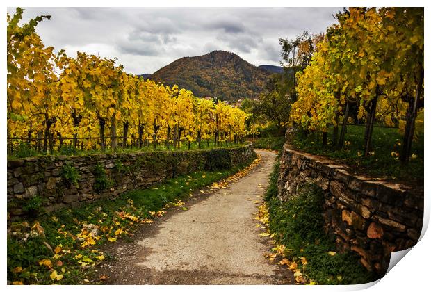 Vineyards in Wachau valley in Lower Austria. Print by Sergey Fedoskin