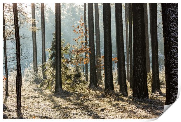 Cold winter day in forest in national park "Sumava Print by Sergey Fedoskin