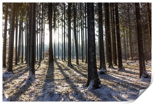 Winter forest in national park "Sumava". Print by Sergey Fedoskin