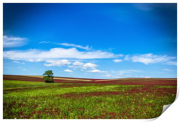 Lonely tree in red clover field. Blue sky. Summer  Print by Sergey Fedoskin