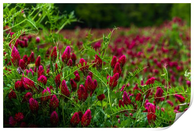 Field of flowering crimson clovers (Trifolium inca Print by Sergey Fedoskin