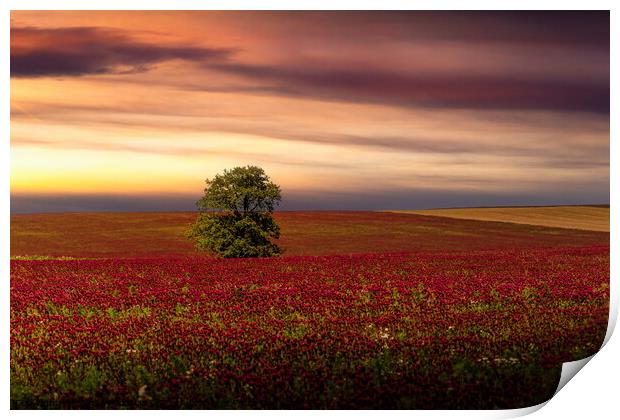 Clover field and sunset sky. Print by Sergey Fedoskin
