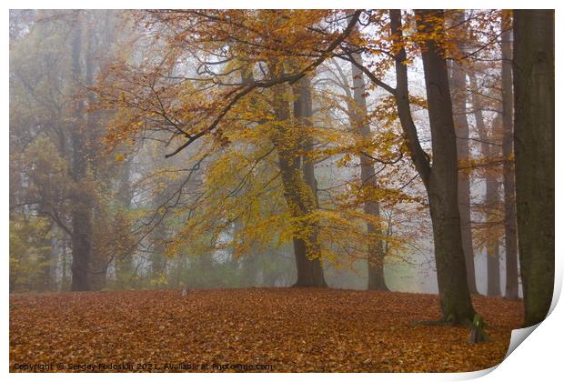 Autumn fog in forest. Print by Sergey Fedoskin