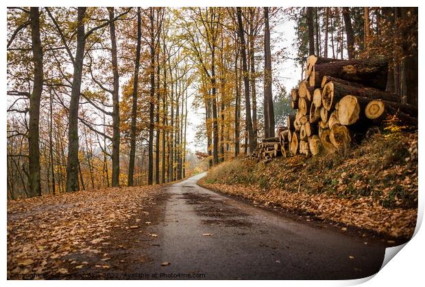 Autumn scene with road in forest. Late fall. Print by Sergey Fedoskin