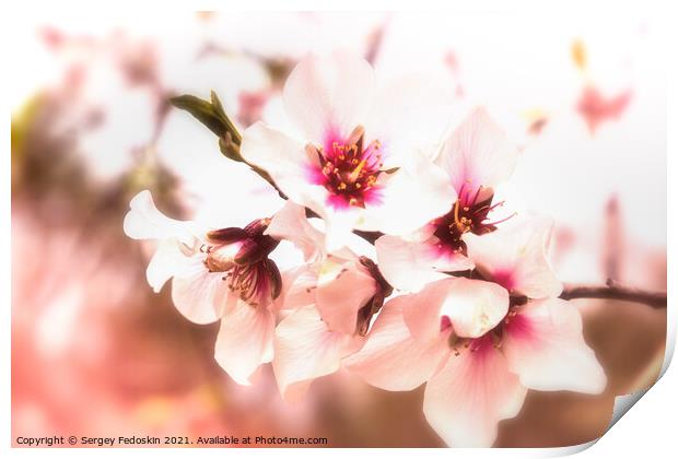 Blossom peach. Spring tree with pink flowers. Print by Sergey Fedoskin