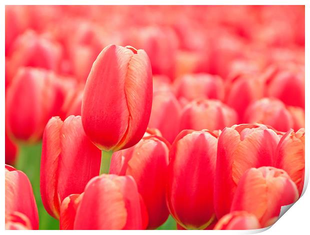 Red tulip Print by Hamperium Photography