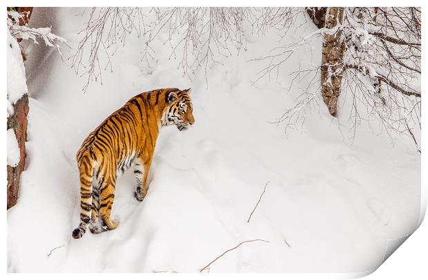 A tiger in the snow Print by Hamperium Photography