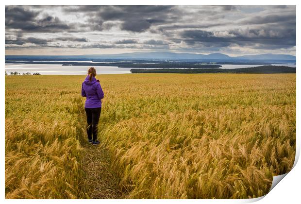 Fields of Gold Print by Hamperium Photography