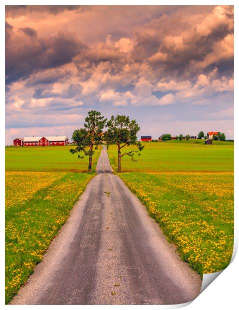 Fields of spring in Sweden Print by Hamperium Photography