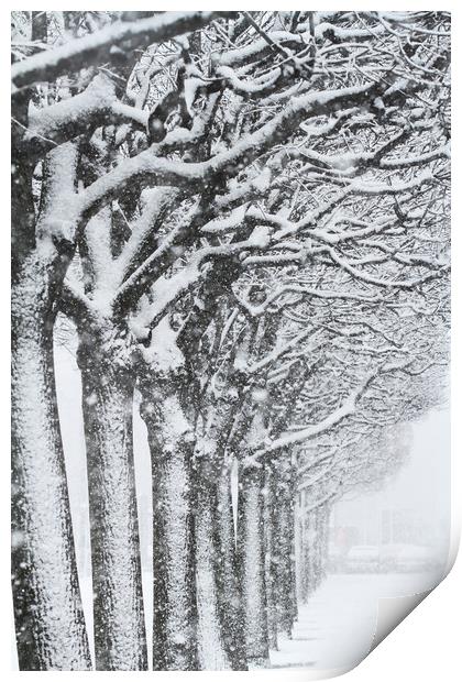  Trees and snow Print by Tartalja 