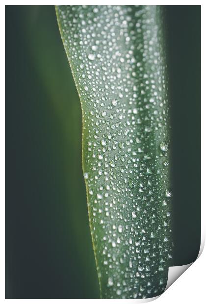Yucca palm leaf covered with water drops, natural background, se Print by Tartalja 
