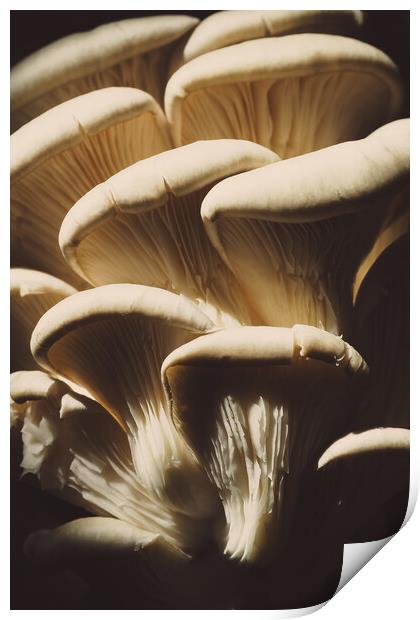 Oyster mushrooms on a dark background, fresh food ingredient Print by Tartalja 
