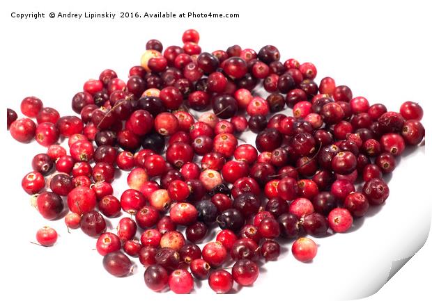 cranberries, berries Print by Andrey Lipinskiy