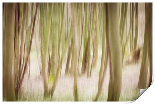 Woodlands Abstract Print by M Meadley