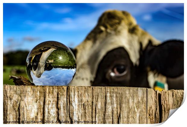 From Grass to Glass 3 - What You Looking At Print by Ian Haworth