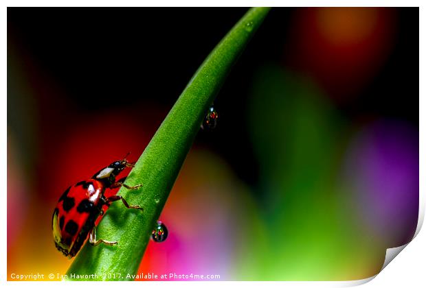 Ladybird and waterdrops Print by Ian Haworth