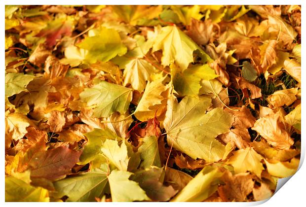 Maple leaves in autumn Print by Gaukhar Yerk