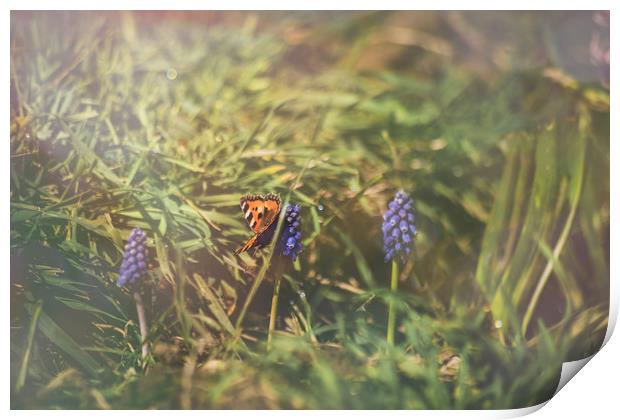 Butterfly at sunrise Print by Plamena Velikova