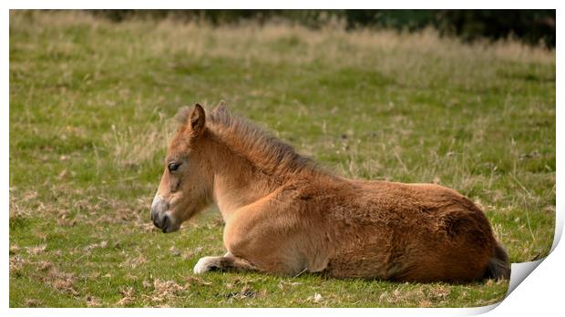 An Exmoor Foal Print by patricia cannock