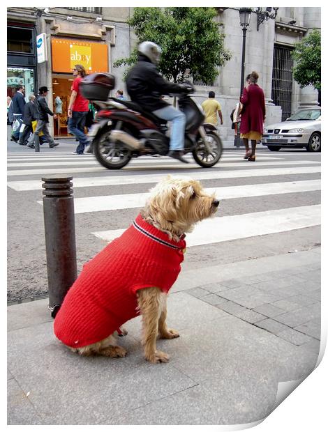 Dog  in the street Print by Igor Krylov