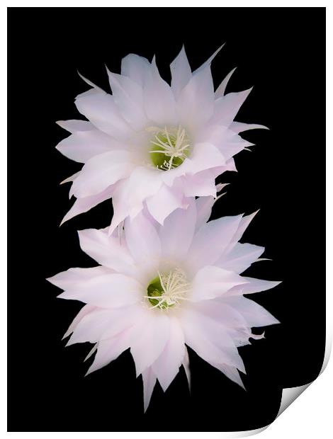 Flowers of cactus Print by Igor Krylov