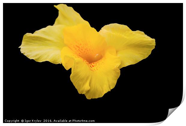 Narcissus on black background Print by Igor Krylov